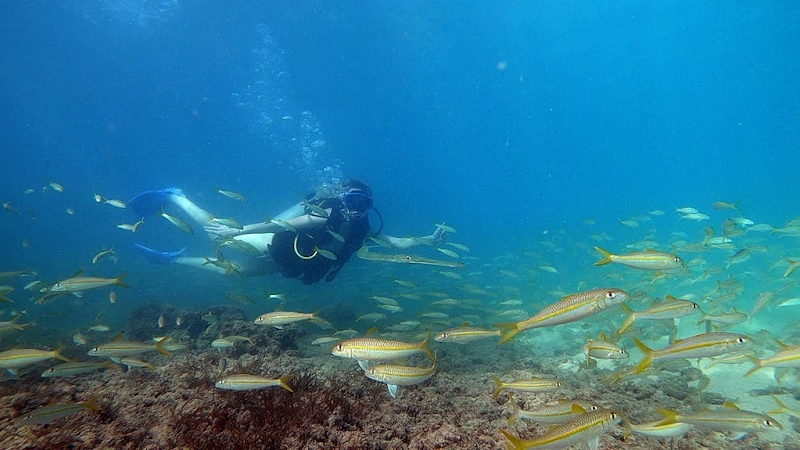 Try Snorkel and Scuba Diving Honolulu